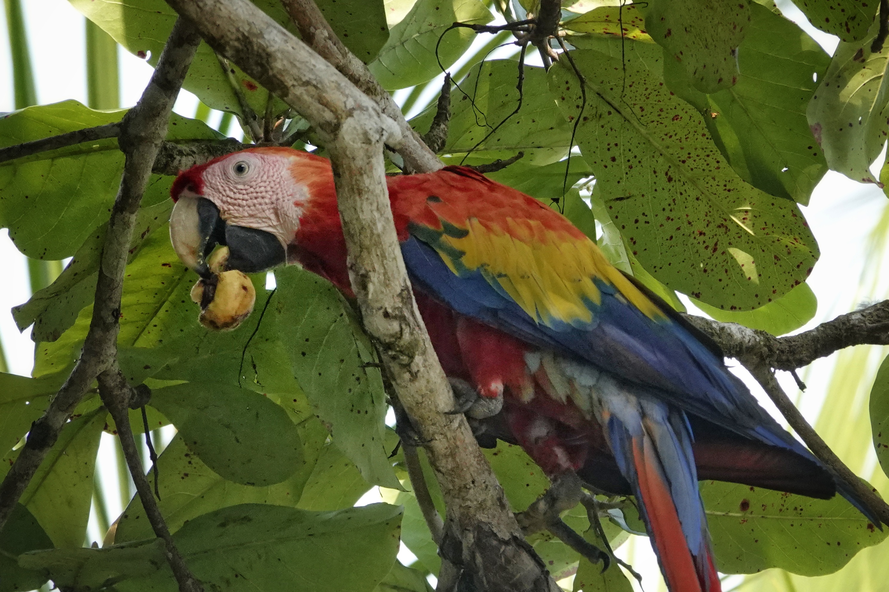 Ara rouge dans un arbre